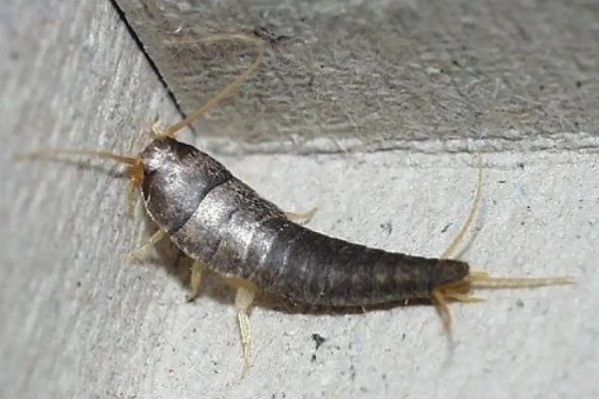 Gümüş Böceği İlaçlama